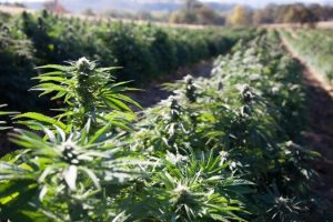 Things To Consider When Buying CBD Flower