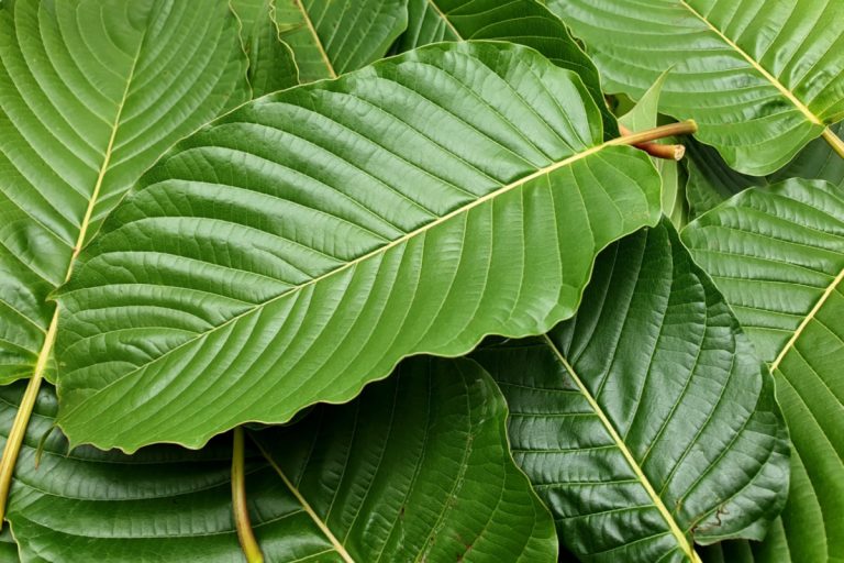 White Borneo’s advantages will help you to appreciate Kratom’s miracles