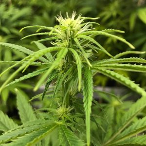 Exploring the Best THCA Flower Strains for Professionals and Busy Lifestyles